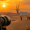 Best Telephoto Lenses for Wildlife Photography in Qatar